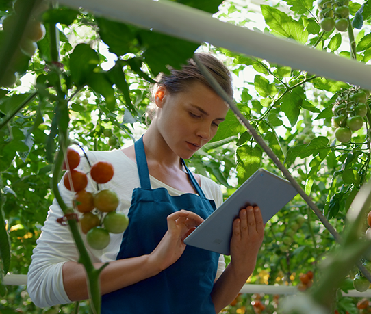 imagem-de-mulher-jovem-utilizando-um-tablet-em-uma-plantação-de-tomates